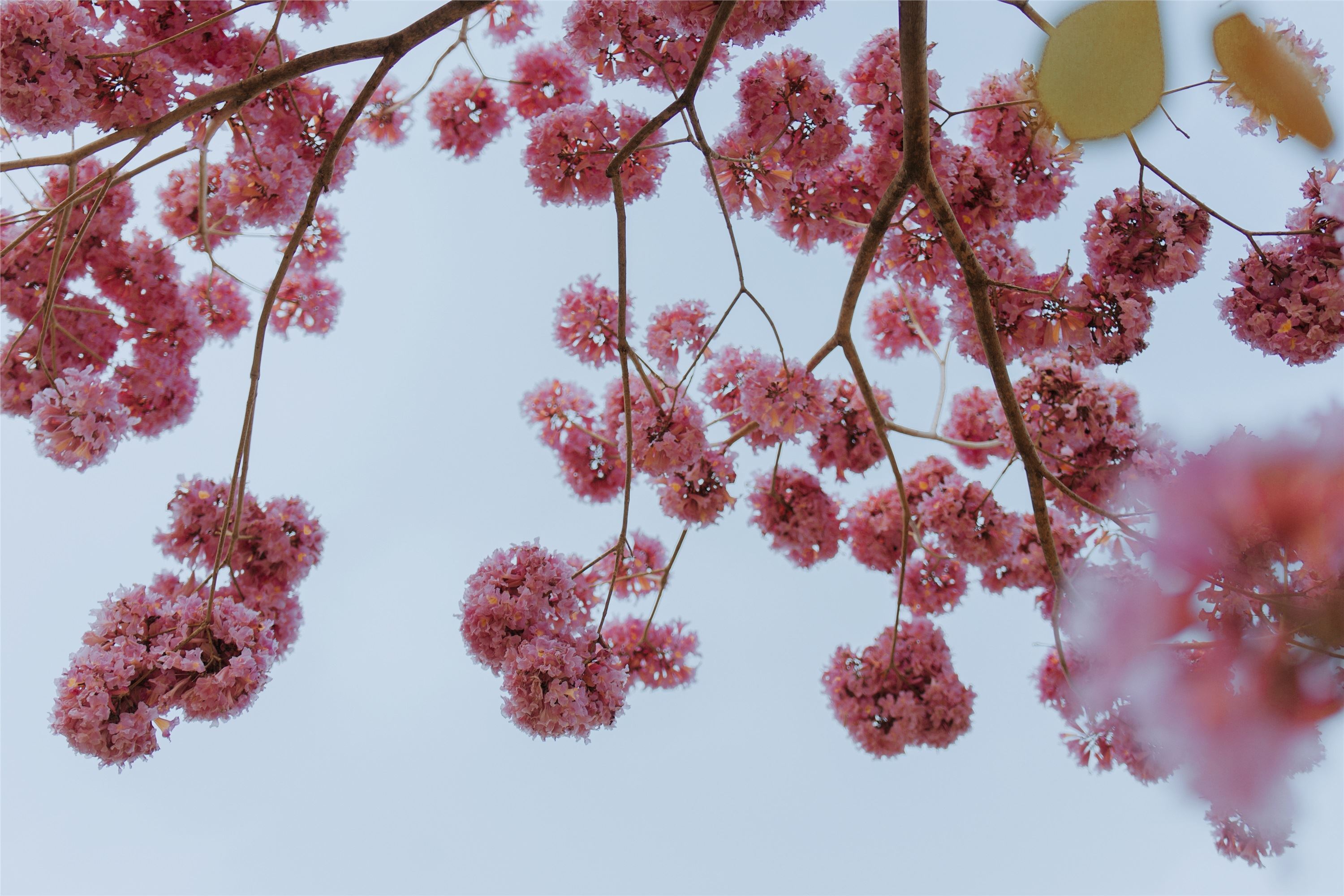 图片[5]-YITUYU艺图语期2021.09.04期遇芳记期苹果大人-套图网