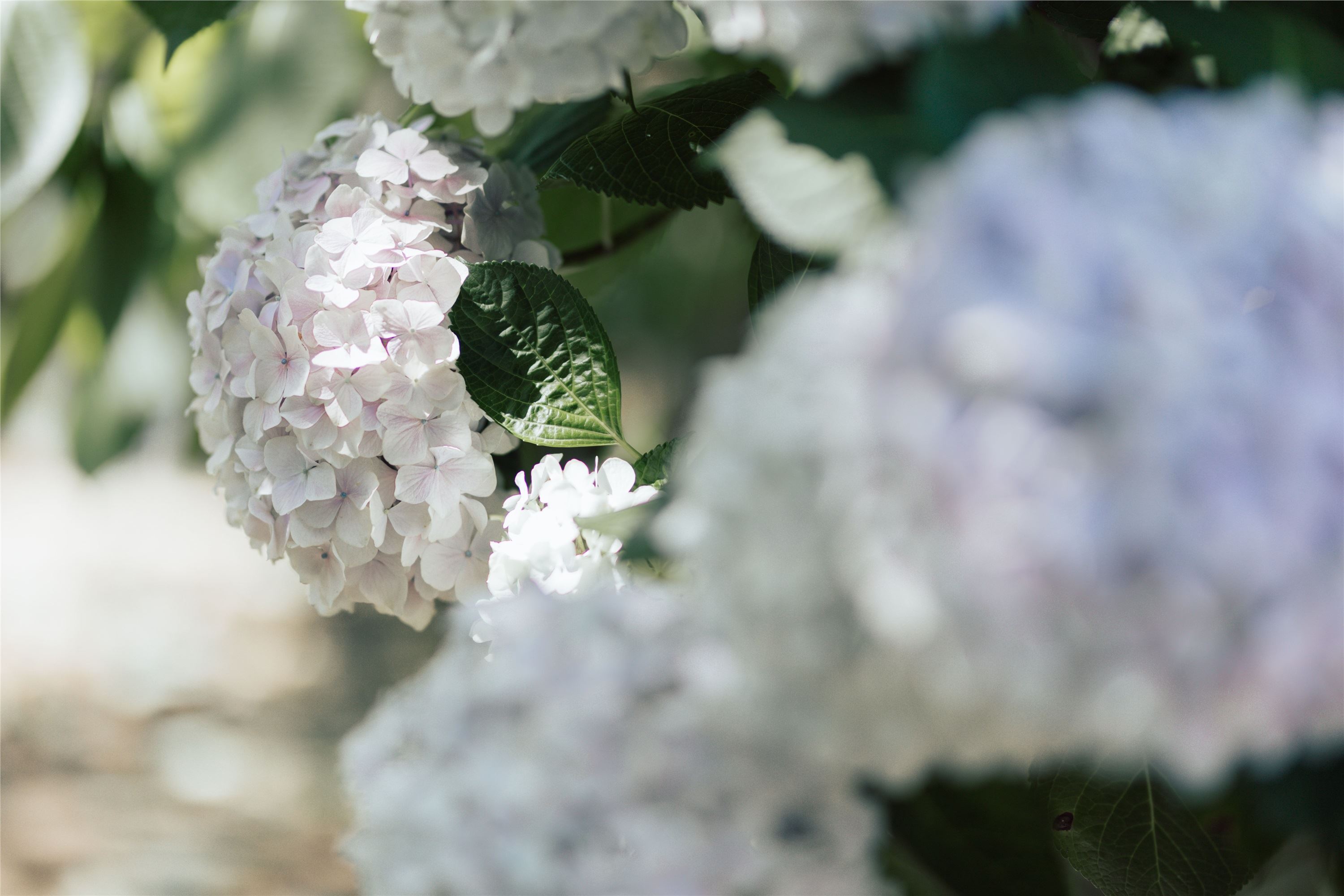 图片[2]-YITUYU艺图语期2021.09.06期无尽夏期胡莅雅-套图网