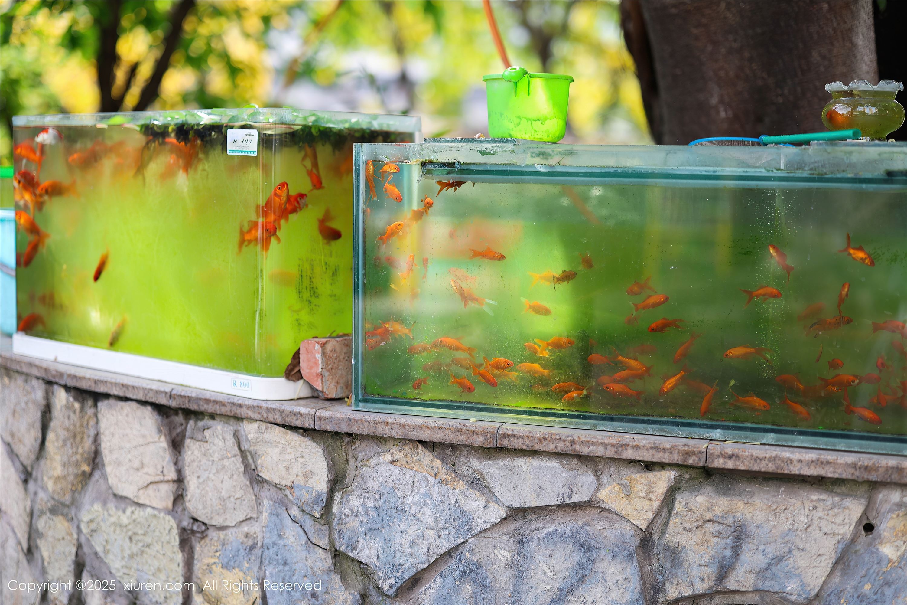 Xiuren秀人网期2025.05.08期N第10247期茂木希子-秀人网