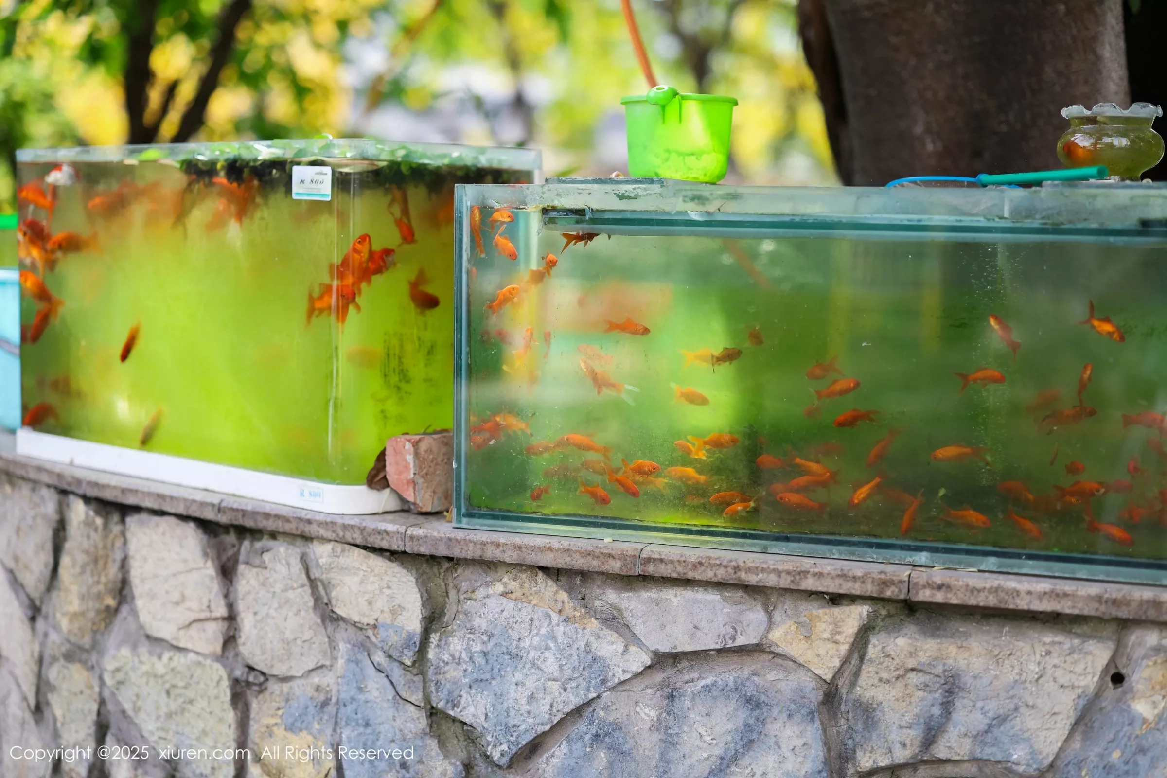 [XiuRen]高清写真图 2025.05.08 No.10247 茂木希子 橙色T恤-套图网